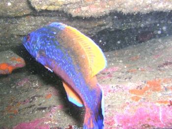 Labrus bimaculatus or Cuckoo wrasse.These fishes defend s... by Ramón Núñez Orjales 
